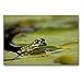 Produktbild CALVENDO Premium Textil-Leinwand 90 x 60 cm Quer-Format Teichfrosch (Pelophylax esculentus) mit Blattlaus auf der Nase zwischen Seerosenblättern, Leinwanddruck von Christine Schmutzler-Schaub