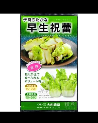 早生祝蕾 コート種子 30粒 早生祝蕾 コート種子 30粒