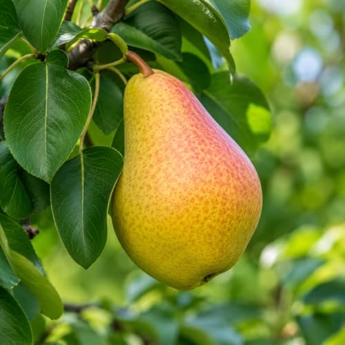 Ayers Pear Tree - 18-24" Tall Live Plant - Grafted - Fast-Growing Flowering Hardy Tree - Sweet Edible Fruit Pollinator - Pyrus communis 'Ayers'
