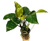 Farbe im Aquarium: grün Zoomeister - 1 Topf Barter\'s Speerblatt (Anubias Barteri) - Top!!!