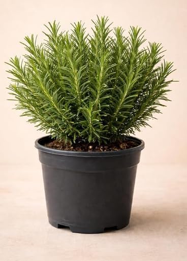 Image of LIVE ROSEMARY PLANT MEDICINAL AND HERBAL USES FOR HAIR GROWTH SALVIA ROSMARINUS ROSEMARY FOOD AND SALAD PLANT FOR HOME GARDEN AND KITCHEN WITH PLASTIC POT