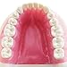Typodont Teeth Model-Dental Assistant Accessories,Standard Study Teaching Dental Mode with All Removable Teeth,Dental Hygiene Student Must Haves