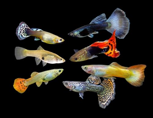 Swimming Creatures™ 24 Assorted Male & Female Guppy Live Tropical Freshwater Aquarium Fish
