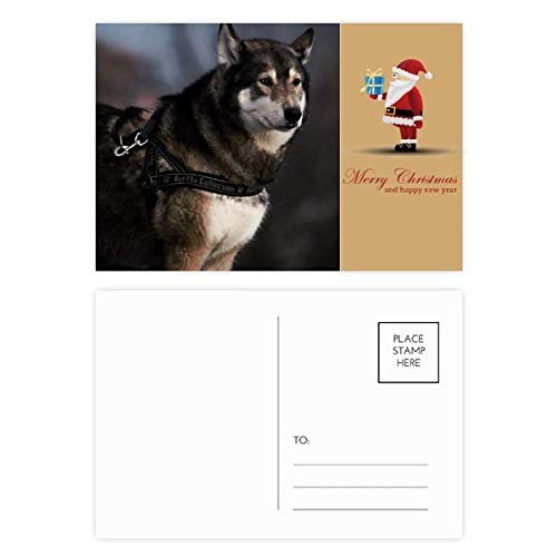 Cartes postales Husky lot de 20 à offrir en cadeau de Noël aux passionnés de chiens