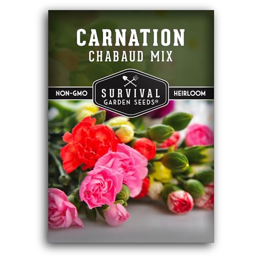 Survival Garden Seeds - Chabaud Mix Carnation Seed for Planting - 1 Packet with Instructions to Plant & Grow Colorful Dianthus Caryophyllus in Your Home Flower Garden - Non-GMO Heirloom