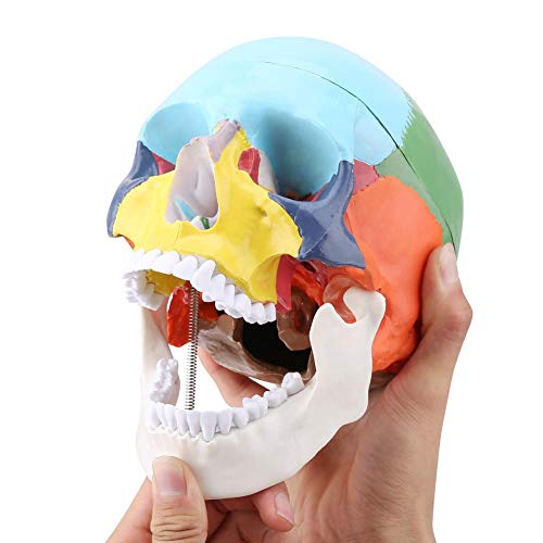 Oumefar Enseñe el Instrumento Modelo médico anatómico del cráneo Humano de Color Adulto Que Incluye una Tapa extraíble del cráneo y una mandíbula articulada con Tarjeta de identificación