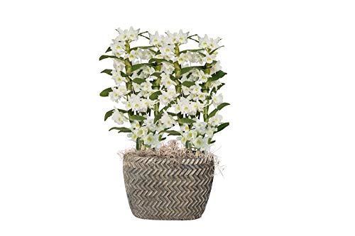 Dimensioni del piatto Ø: 20 cm