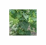 Seeds & Plants Shop by Ipsa