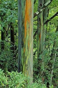 Rainbow Eucalyptus Seeds, Eucalyptus Deglupta Seeds (200 Count) #TOP4