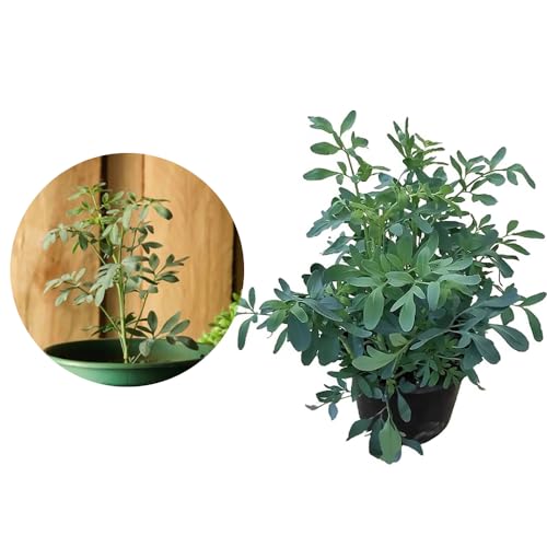 AMK Jardinagem e Paisagismo, Muda de Arruda 20 a 40cm AMK - Plantas Online