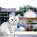 Grillix 3 x 10 m Katzennetz, unsichtbarer Schutz für Balkon, Katzen, mit verstärktem Draht, bissfest, UV-beständig und witterungsbeständig, für Balkon, Treppen, Terrasse und Fenster (weiß)
