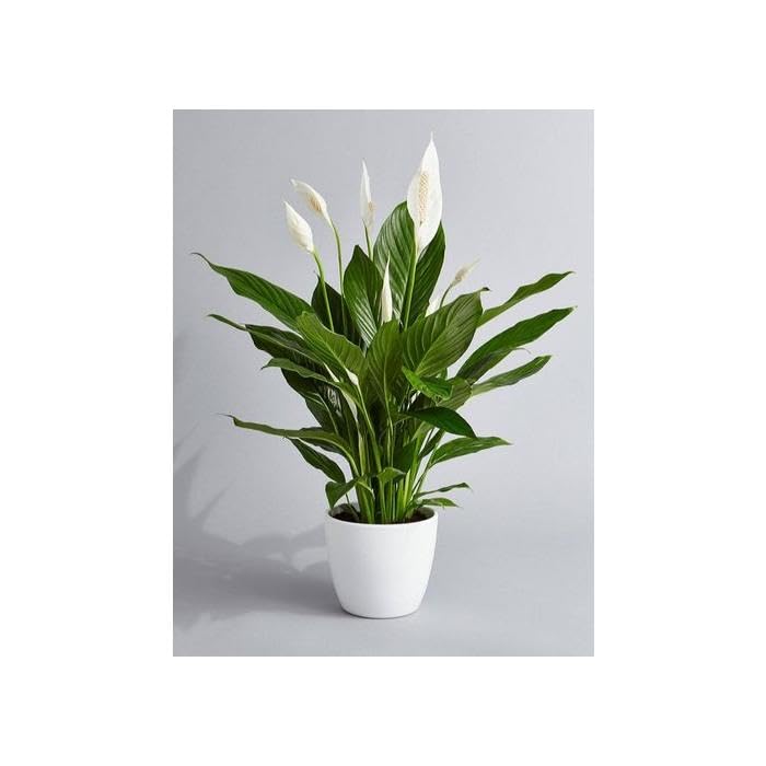 Image of Peace Lily Plant, Live Spathiphyllum,Air purifier Good Luck Plant Indoor Flowering Plant Large Green leaf (pack Of 1 with pot) zp 9