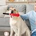 Hundespielzeug – Welpen-Zahnspielzeug, Kauspielzeug | Integriertes Quietsch-Hundespielzeug, mit einem Soundgerät, weit verbreitet, einfach zu tragen, mittelgroße und große Welpen zum Zahnen (6 x 35 cm