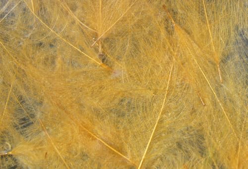 Hareline Fly Tying Cul de Canard (CDC) - Natural CDC Feathers for Fly Tying Dry Flies, Emergers & Comparaduns