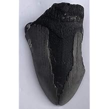 Genuine Megalodon Shark Tooth Fossil Partial Meg6 - 2.5" x 3.75"