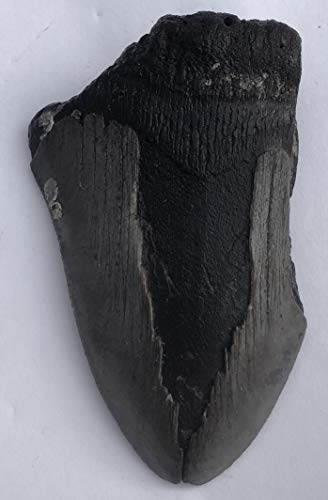 Image of Genuine Megalodon Shark Tooth Fossil Partial (Meg6) - 2.5 inch x 3.75 inch