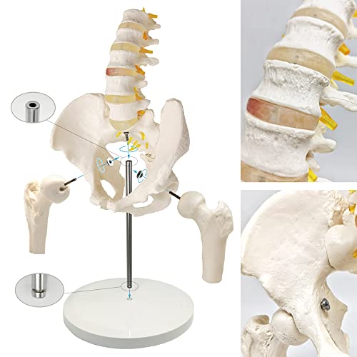 Image of EVOTECH SCIENTIFIC Male Pelvis Model with 5 Lumbar Spine, W /Removable Femur Head, Life Size Anatomy Medical Model for Science Education, Medical Demonstration Tool