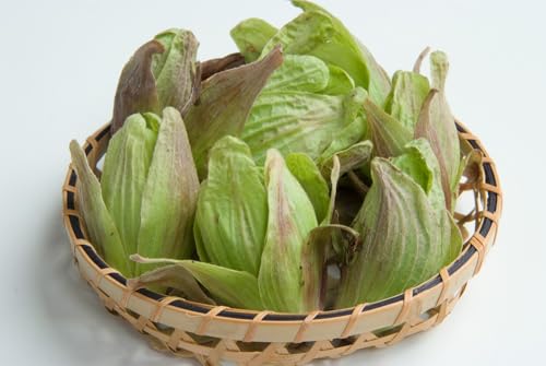 �V�R�R�� �t�L�m�g�E �i�����߁j�Q 500g ����ÎY ����Ï{�ʊ�