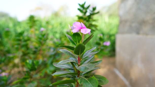 Selfline Sadabahar Vinca Flower Plant Free Anar Plant Amazon
