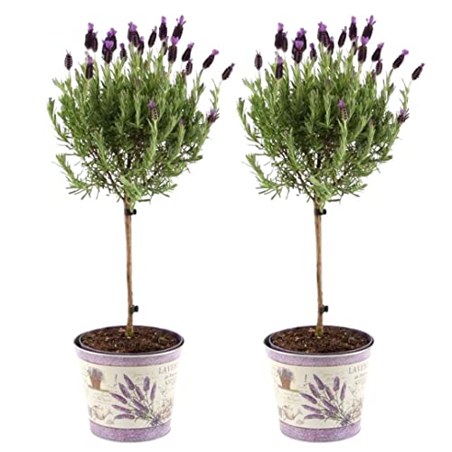 Plants by Frank | 2 Plantes de lavande française sur tige en pot décoratif 'Deluxe' | 2 x Lavandula stoechas ‘Anouk®’ | Pot 15 cm, 50 cm | Lavande...