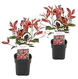 Plant in a Box - Photinia fraseri Red Robin - planta de níspero rojo - set de 2 - hojas rojas - Maceta 17cm - Altura 30-40cm