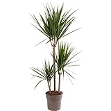 Drachenbaum, große Zimmerpflanze, immergrün, exotisch, selten, hohe Pflanzen