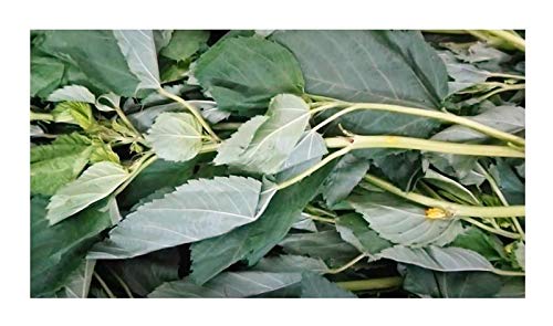 Stk - 50x Corchorus capsularis Weiße Jute Strauch Pflanzen - Samen ID37 - Seeds Plants Shop Samenbank Pfullingen Patrik Ipsa - Image 4