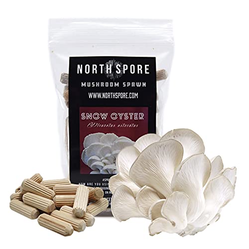 North Spore Snow Oyster Mushroom Plugs, 100 Count Premium Quality Mushroom Plug Spawn, Made in USA, Grow Mushrooms on Logs, Easy to Use, Gourmet Culinary Mushrooms, Medicinal Mushrooms