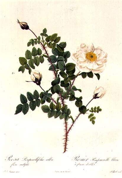 Affiches et Gravures Rosa Pimpinellifolia pour Décoration de Salon Lumineux