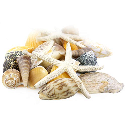 CYS EXCEL Seashell Assorted Mix with Pencil Finger Starfish (Approx. 30 PCS, 2