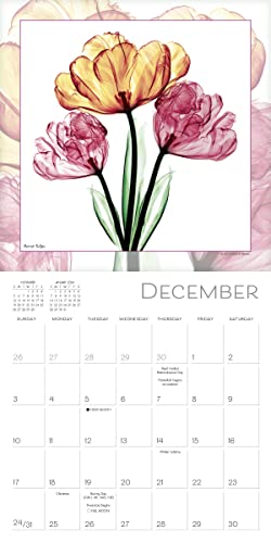 Flower Spirits 2023 Mini Calendar — Radiographs Of Nature By Steven N. Meyers, 7" X 7" #TOP3