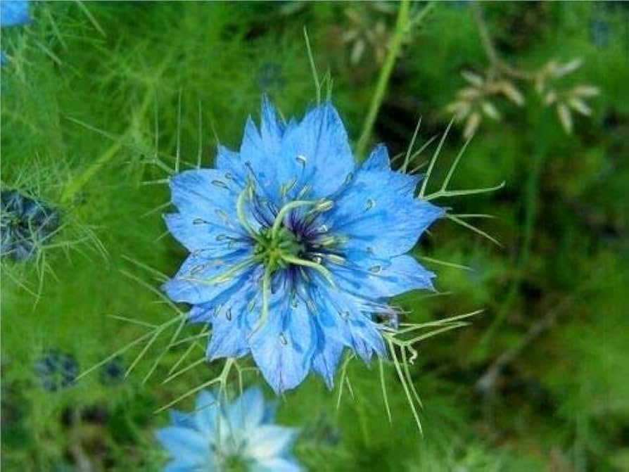 Amazon.com : Blue Love in A Mist Miss Jekyll Nigella