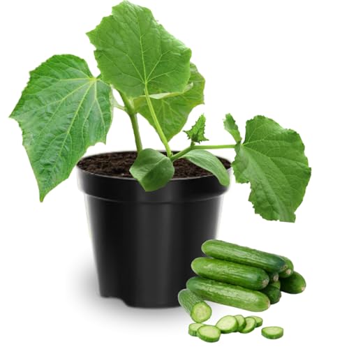 2 Cucumber Plants Live, Live Green Cucumber Plants Potted, 3