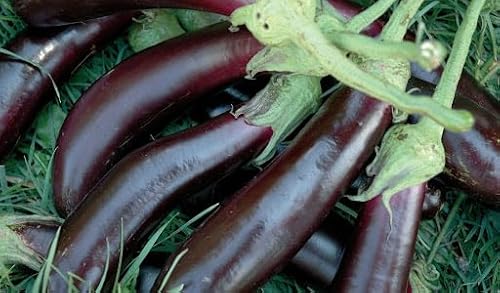 MELANZANA CIMA DI VIOLA NR.100 SEMI