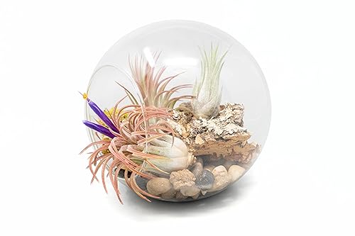 Large Hand-Blown Glass Terrarium Kit with 3 Ionantha Air Plants