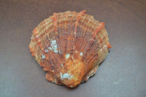 RAW ORANGE SPINY OYSTER CLAM SEA SHELL BEACH 4" - 5" Fast Free Supply