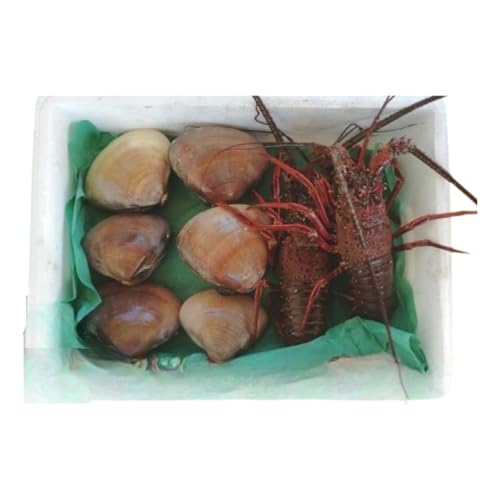 伊勢海老 ハマグリ 茅ヶ崎の幸 豪華 セット 新鮮 朝どれ 烏帽子産 漁師からそのままお届け 魚貝類