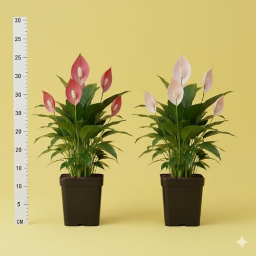 Image of live plants (LILYY COMBOO)