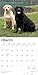 Labrador Retrievers | 2026 12 x 24 Inch (Hanging) Monthly Square Wall Calendar | Plastic-Free | BrownTrout | Animals Dog Breeds