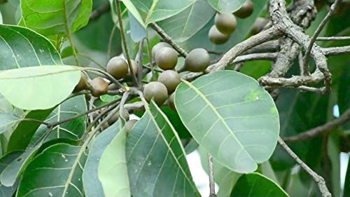 Image of A D Food & Herbs Organic Dried Baheda /Vibhitak /Terminalia Bellirica /Beleric Myrobalan Herbal Ayurveda (- 20 Gms)