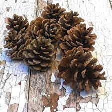 Lot de 10 pommes de pin naturelles (6 à 8 cm) | Véritables pommes de pin pour travaux manuels, décoration rustique, décorations d'automne et de Noël
