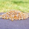Desert Valley Whole Corn, Premium Wild Bird and Wildlife Food for Squirrels, Deer, Raccons, Ducks, Geese, Jays and More (3 Pounds) #2