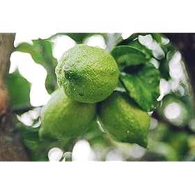 Delight in JP Chenet Fizzy Lemon & Lime Sparkling Wine – Order Your Refreshing 6-Pack Today! Delight in JP Chenet Fizzy Lemon & Lime Sparkling Wine - Order Your Refreshing 6-Pack Today! – J.P. Chenet