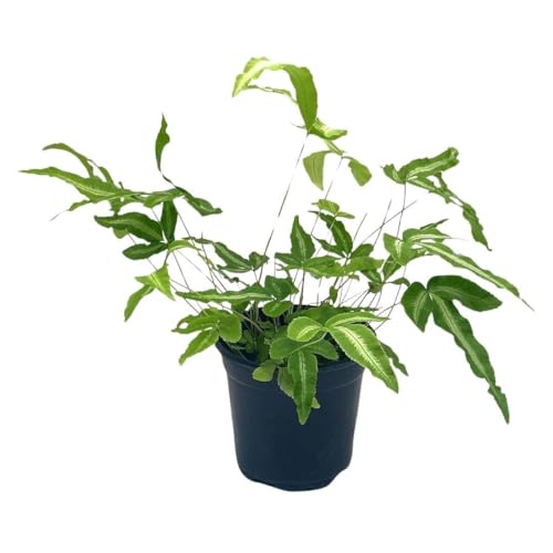 BubbleBlooms Cretan Brake Fern in a 4 inch Pot Silver Lace Fern, Pteris Cretica, Ribbon Table Fern BubbleBlooms Cretan Brake Fern in a 4 inch Pot Silver Lace Fern, Pteris Cretica, Ribbon Table Fern