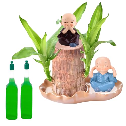 Brazilian Wood Plant Lucky Plant Indoor Fashionable Home Office Decoration Lucky Indoor Plants Enhance Workspace Aesthetics Suitable for Both Home and Office Spaces