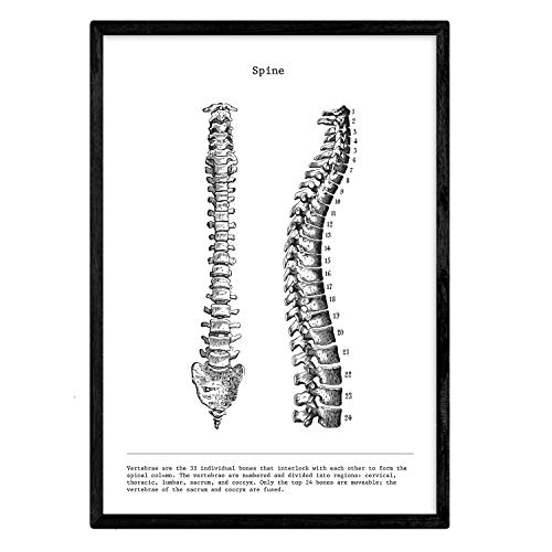 Nacnic Anatomie Poster | Vintage Stil Wanddekoration Abbildung von Wirbelsäule, Muskeln und Knochen | Verschiedene menschliche Körper, Biologie und Medizin Bilder | Größe A3.