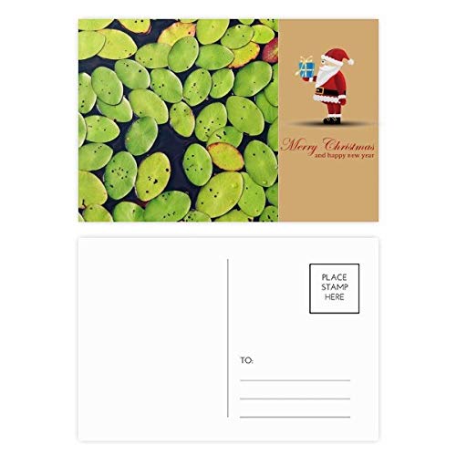 Cartes postales feuilles fraîches lot de 20 pour partager des moments de tendresse à Noël
