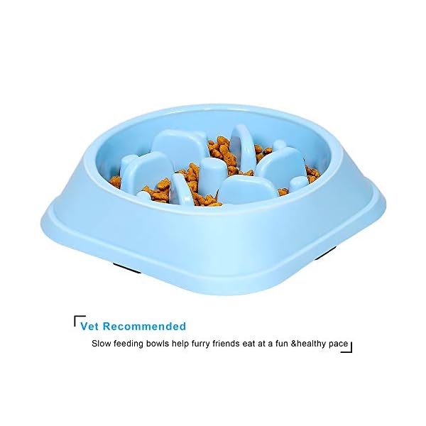 Small Dog Bowls for Medium Dogs