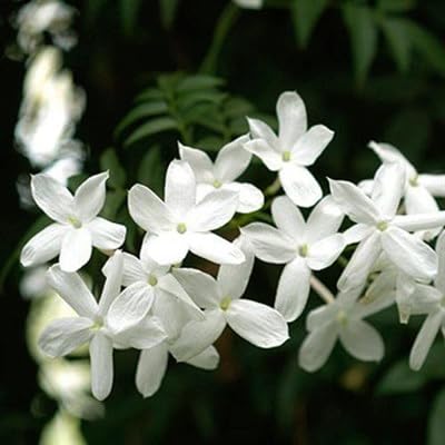Pichi Poo Plant|Jathi malli plant| White Pichi Flowers Plant|Spanish jasmine Plant|Jasminum Angustifolium Plant| Jasminum Grandiflorum Plant (B0D57Q1WFP) Amazon Price History, Amazon Price Tracker