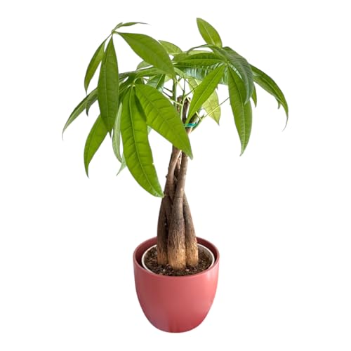 Image of Money Tree Live Plant | 14-22 Inches Tall Bonsai | Easy to Grow Indoor Houseplant | Home, Office, or Room Decor | Birthday, Housewarming Gift (Coral)